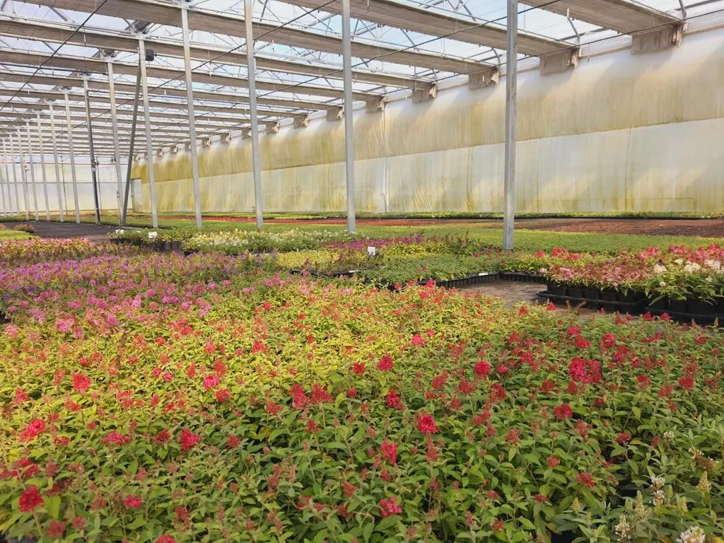 Vivero Marcinów, plantas de hoja caduca, coníferas, plantas ornamentales en Polonia