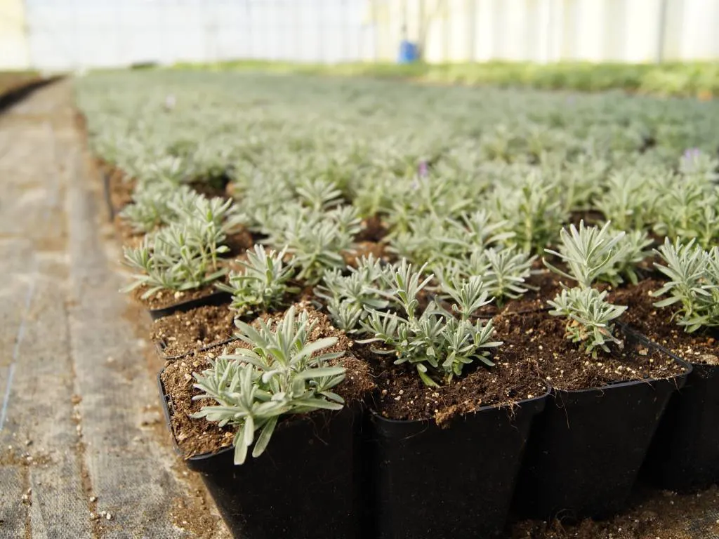 Vivero Marcinów, plantas de hoja caduca, coníferas, plantas ornamentales en Polonia