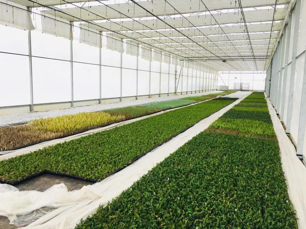 Vivero Marcinów, plantas de hoja caduca, coníferas, plantas ornamentales en Polonia