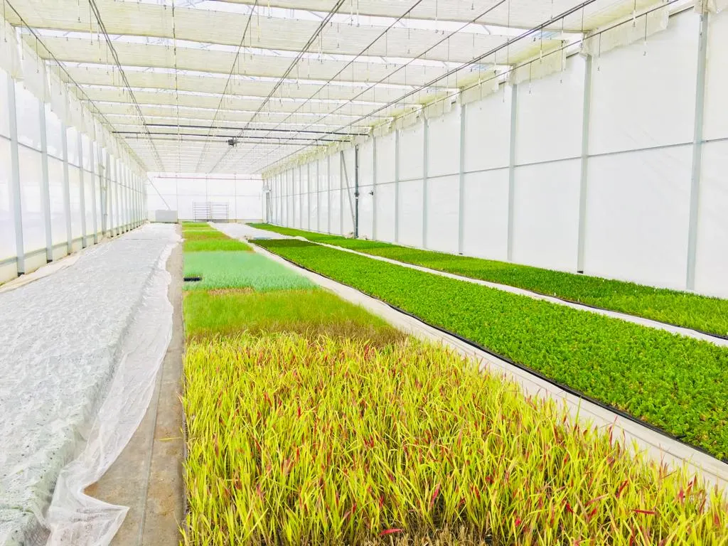 Vivero Marcinów, plantas de hoja caduca, coníferas, plantas ornamentales en Polonia