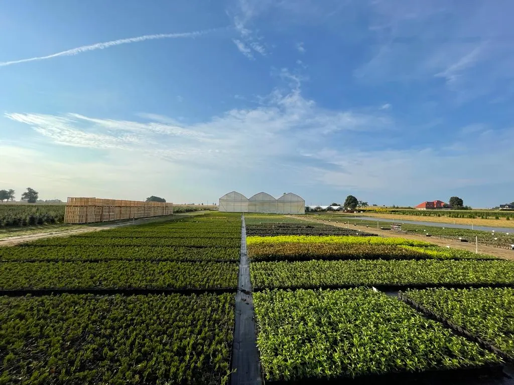 Vivero Marcinów, plantas de hoja caduca, coníferas, plantas ornamentales en Polonia
