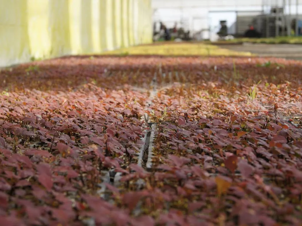 Vivero Marcinów, plantas de hoja caduca, coníferas, plantas ornamentales en Polonia