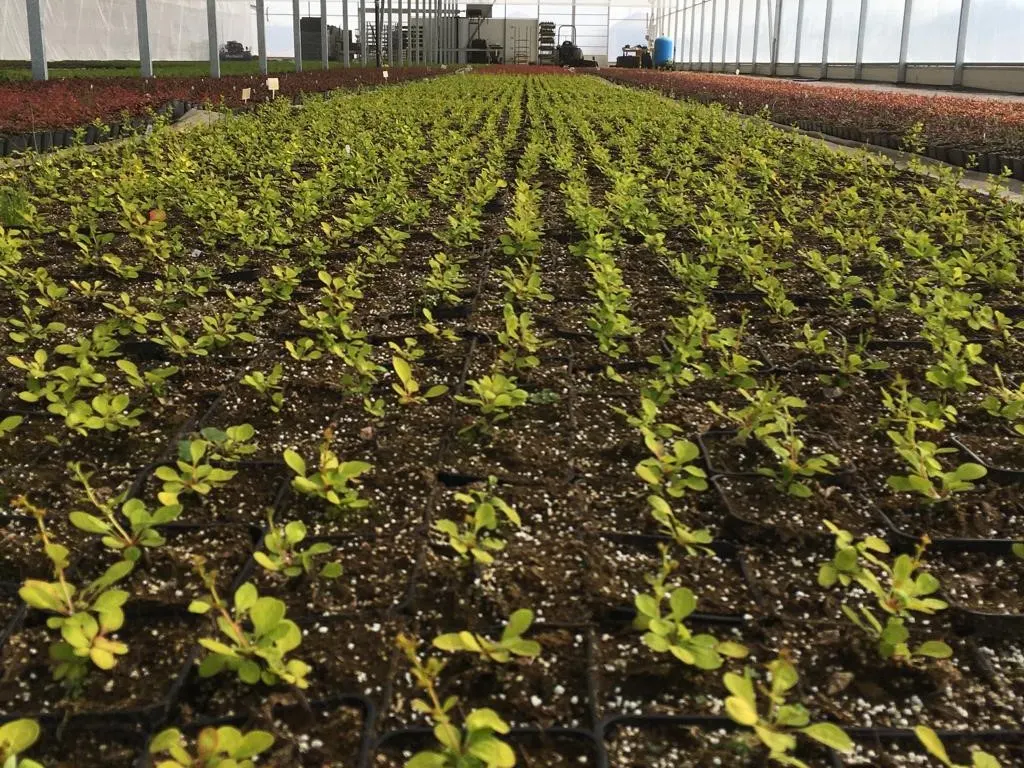 Vivero Marcinów, plantas de hoja caduca, coníferas, plantas ornamentales en Polonia