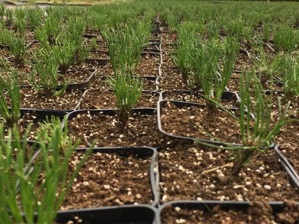 Vivero Marcinów, plantas de hoja caduca, coníferas, plantas ornamentales en Polonia