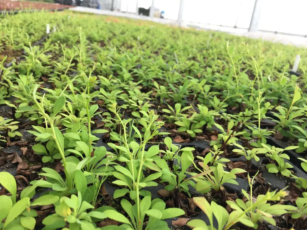 Vivero Marcinów, plantas de hoja caduca, coníferas, plantas ornamentales en Polonia