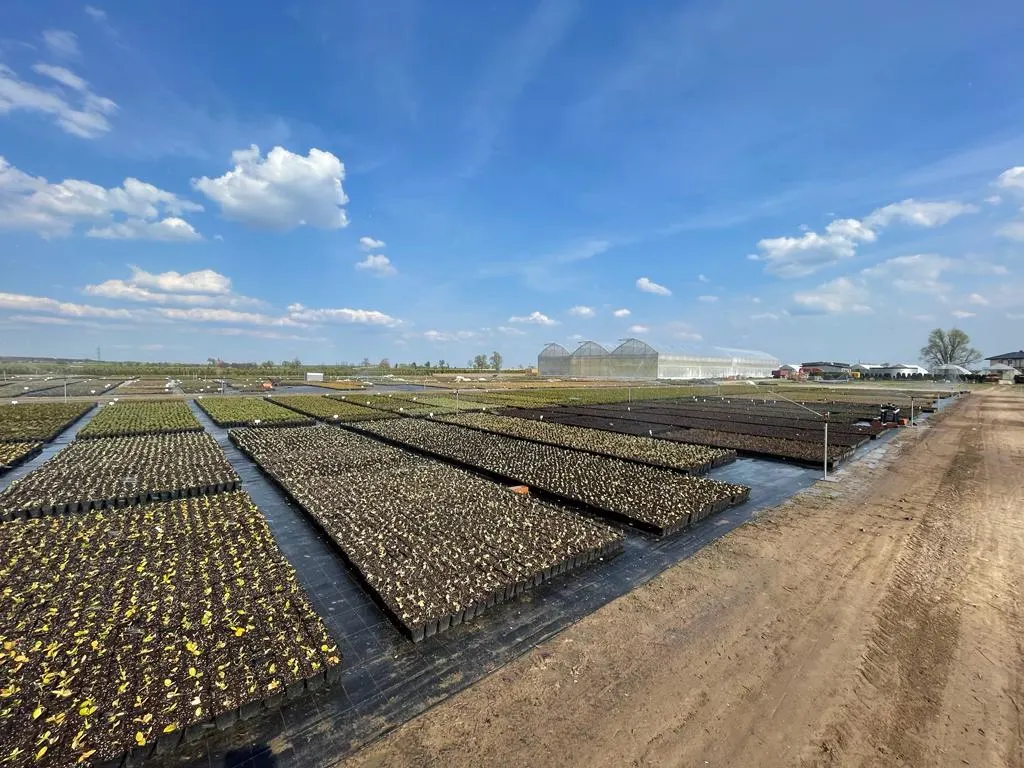 Vivero Marcinów, plantas de hoja caduca, coníferas, plantas ornamentales en Polonia