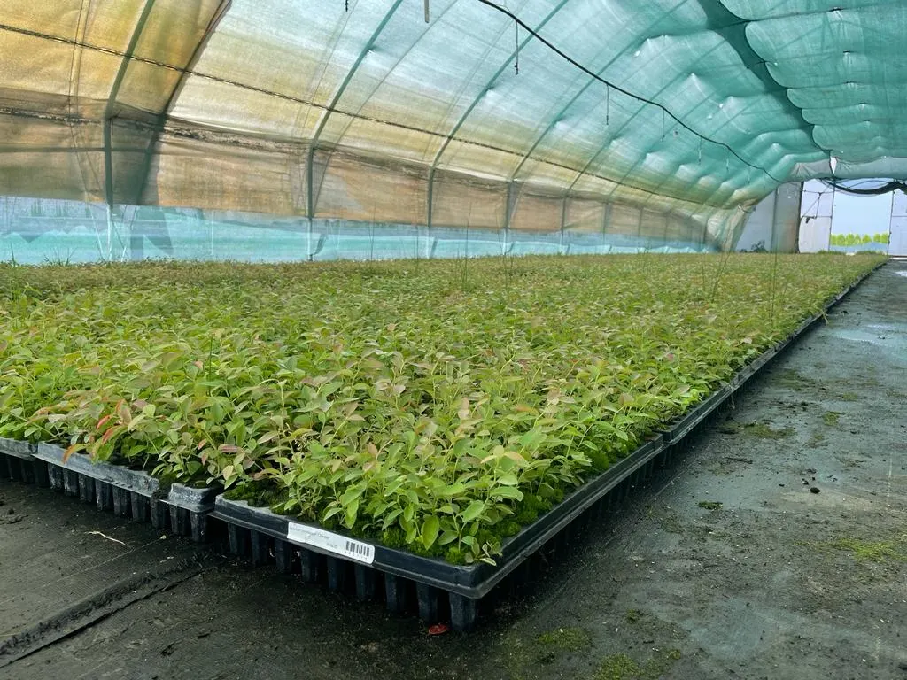 Vivero Marcinów, plantas de hoja caduca, coníferas, plantas ornamentales en Polonia