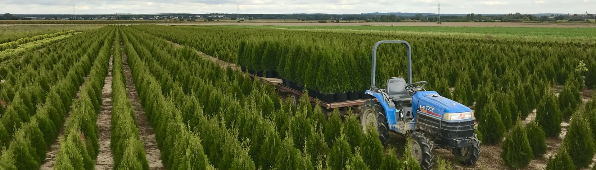 Vivero Marcinów, plantas de hoja caduca, coníferas, plantas ornamentales en Polonia