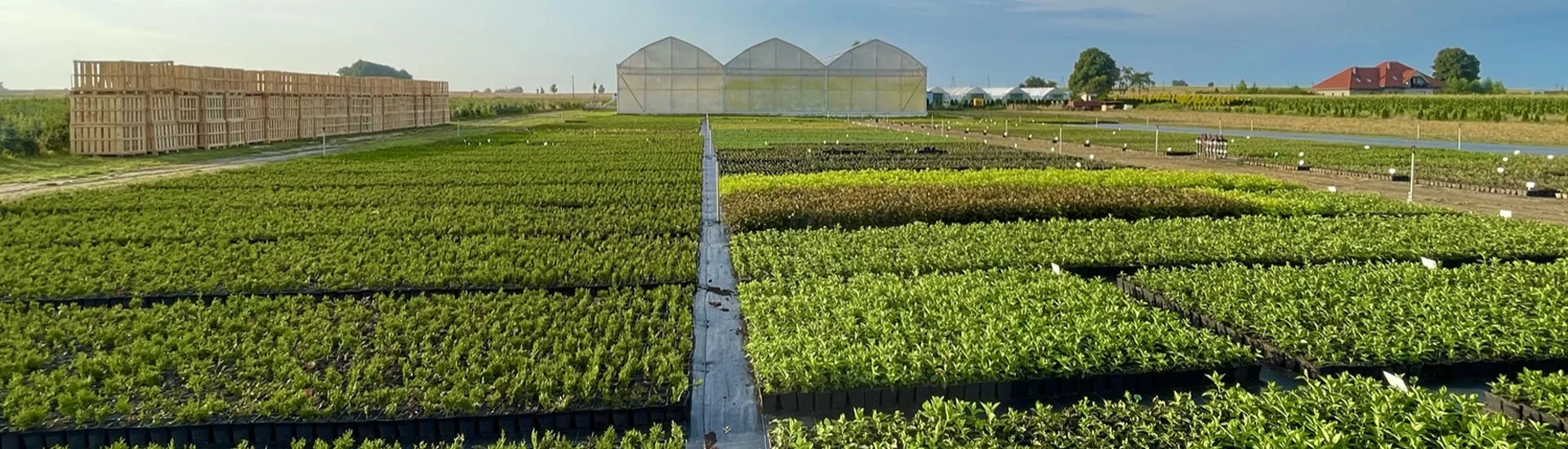 Vivero Marcinów, plantas de hoja caduca, coníferas, plantas ornamentales en Polonia