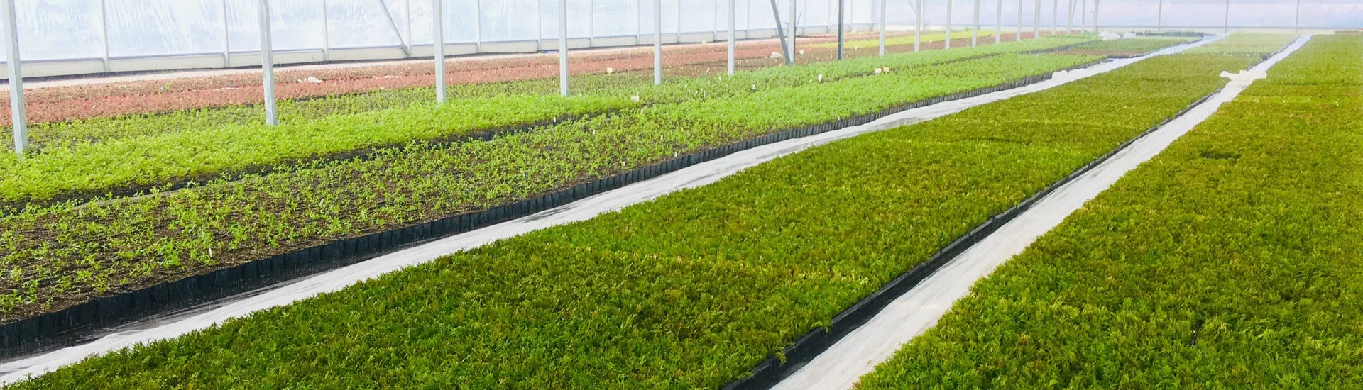 Vivero Marcinów, plantas de hoja caduca, coníferas, plantas ornamentales en Polonia